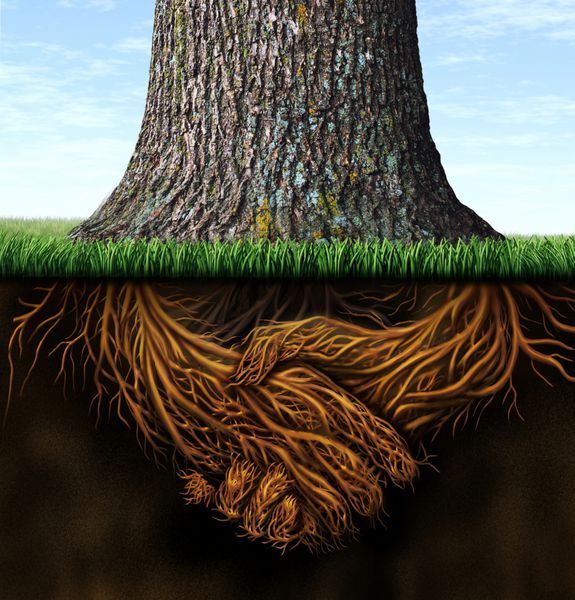 ریشه های قوی و عمیق کسب و کار به عنوان یک تنه درخت با ریشه به شکل دست تکان به عنوان نمادی از اعتماد وحدت و یکپارچگی در امور مالی و روابط