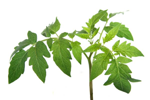 برگ های گیاه گوجه فرنگی جدا شده روی سفید