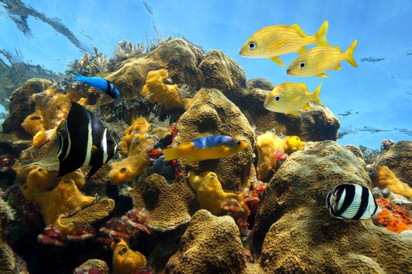 ماهی های رنگارنگ استوایی در صخره های مرجانی کم عمق با اسفنج های دریایی و کرم های دریایی دریای کارائیب