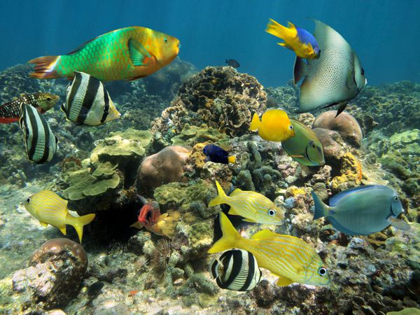 صخره مرجانی زیر آب با ماهی های رنگارنگ استوایی در دریای کارائیب