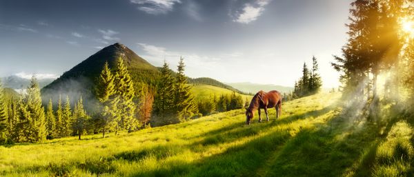 h اسب در مرتعی در دره کوه چشم انداز صبحگاهی از کوه ها در تابستان