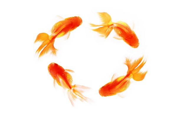 نمای بالای ماهی طلایی نارنجی جدا شده در پس زمینه سفید