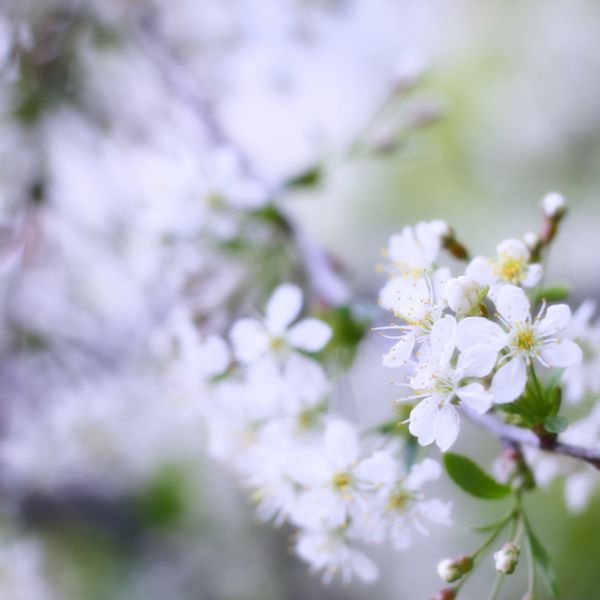شاخه بهاری درخت سیب در شکوفه رنگ های پاستلی ملایم