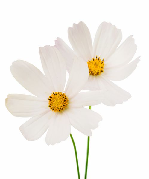 گل کیهانی سفید جدا شده در پس زمینه سفید
