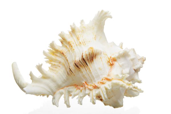 پوسته دریایی بزرگ جدا شده در پس زمینه سفید