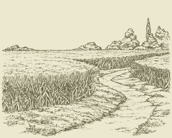 وکتور منظره تابستانی مسیری خاکی از میان مزارع گندم