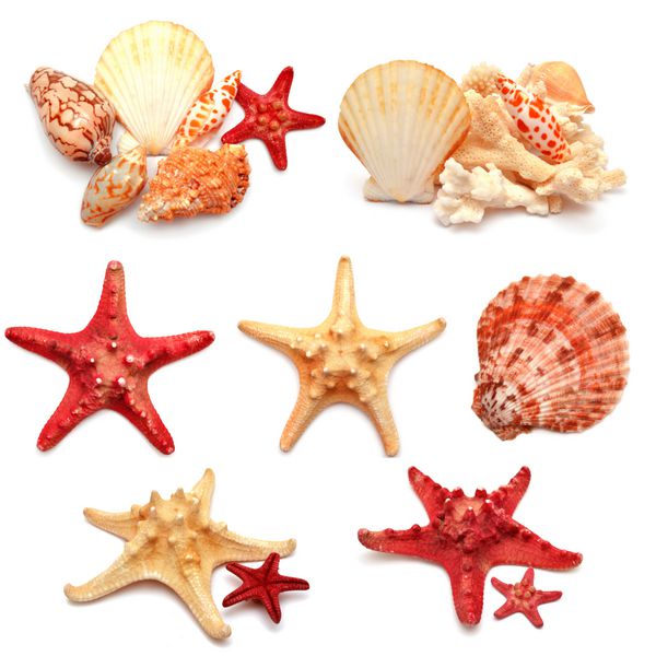 مجموعه ای از ستاره های دریایی صدف ها و مرجان های جدا شده در پس زمینه سفید