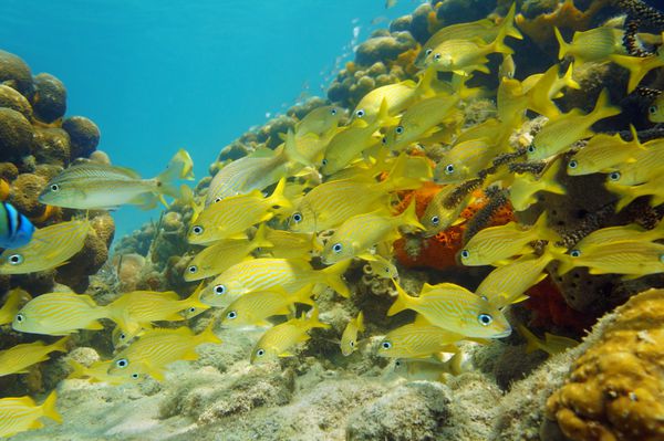 صحنه زیر آب در دریای کارائیب با یک ماهی از ماهی غرغر فرانسوی در صخره مرجانی