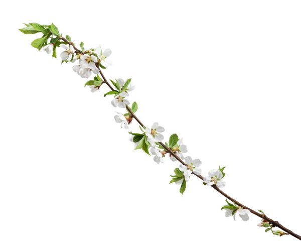 شاخه های گل بهاری شکوفه های گیلاس جدا شده در پس زمینه سفید