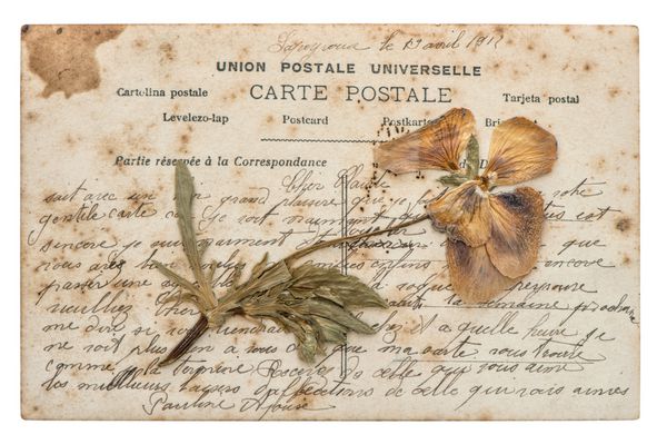 گل پانسی خشک و کارت پستال قدیمی جدا شده در پس زمینه سفید