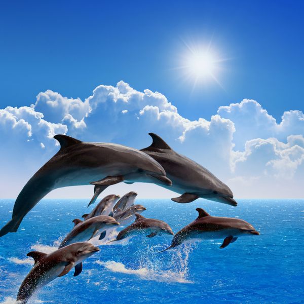 دلفین های پرش دریا و آسمان آبی ابرهای سفید خورشید درخشان