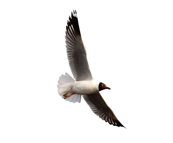 مرغان دریایی هوگلین در حال پرواز جدا شده در پس زمینه سفید