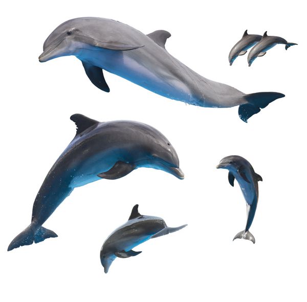 مجموعه ای از دلفین های پرش جدا شده در پس زمینه سفید