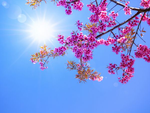 شکوفه های گیلاس صورتی در پس زمینه آسمان آبی با نور خورشید