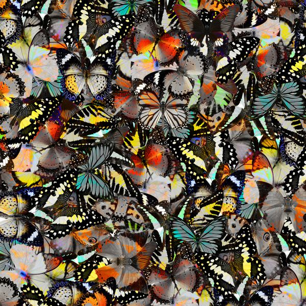 الگوی پروانه بافت پس زمینه انتزاعی زیبا ساخته شده از نمایه بال بالایی پروانه رنگارنگ