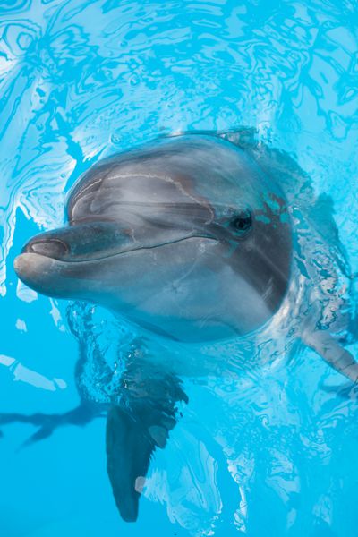 دلفین بینی بطری خنده دار که از آب به شما نگاه می کند