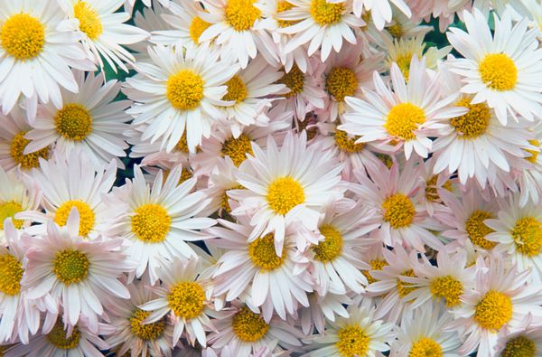 قاب کامل از گل مروارید oxeye