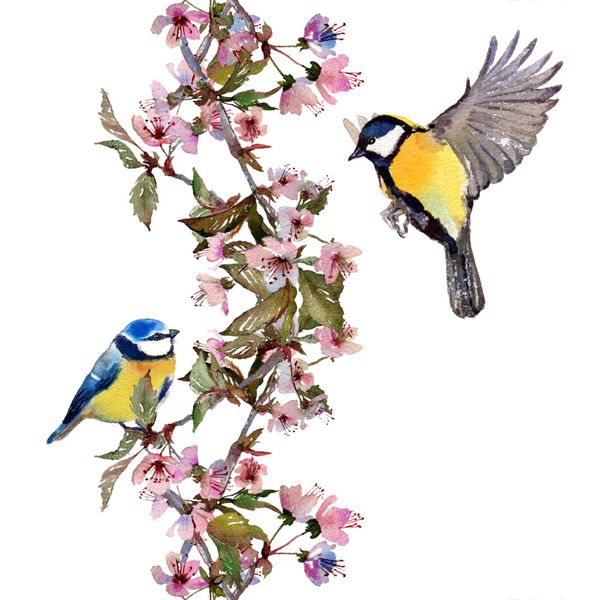 طرح عمودی آبرنگ بدون درز شکوفه گیلاس با پرندگان چاپ پارچه جدا شده در زمینه سفید