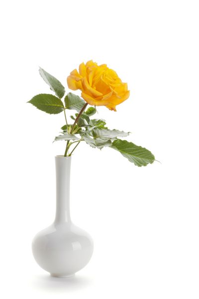 تک رز زرد پر جنب و جوش در یک گلدان جدا شده در زمینه سفید
