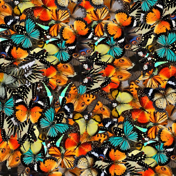 بافت پس زمینه انتزاعی الگوی زیبا ساخته شده از پروانه رنگارنگ
