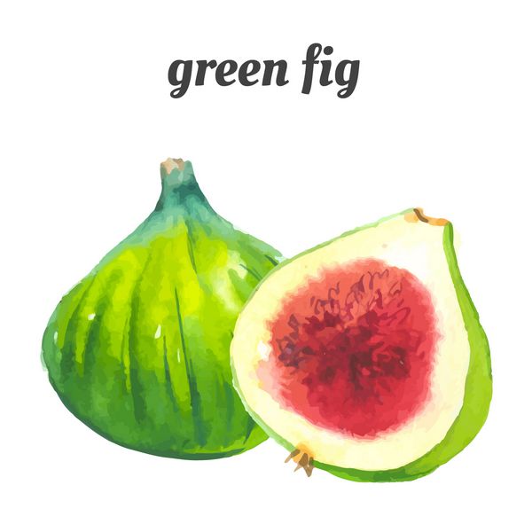 انجیر معمولی سبز وکتور با میوه سبک پروانسالی نقاشی های آبرنگ اخیر از مواد غذایی ارگانیک میوه عجیب و غریب تازه
