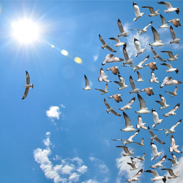 گروهی از پرندگان مرغ دریایی در حال پرواز با یک پرنده فردی که در جهت مخالف با پس زمینه آسمان آبی حرکت می کند