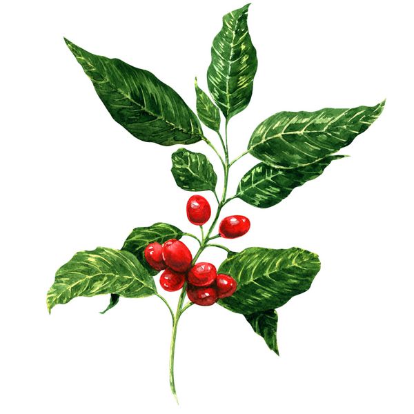 دانه های قهوه قرمز روی شاخه نقاشی آبرنگ پس زمینه سفید