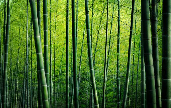 مفهوم طبیعت درختان جنگل بامبو