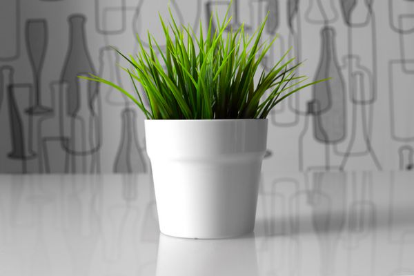 گیاه سبز در گلدان سفید