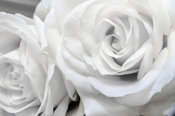 دسته گل رز سفید
