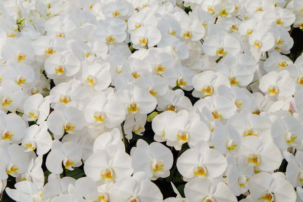گل های ارکیده رگه دار گل های ارکیده سفید زیبا