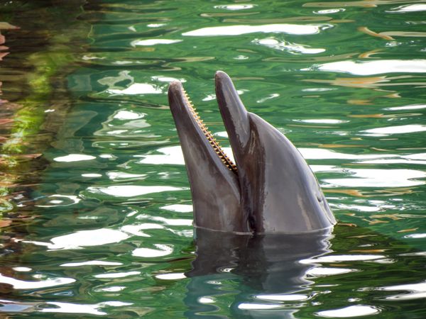 دلفین در آب دریای کارائیب