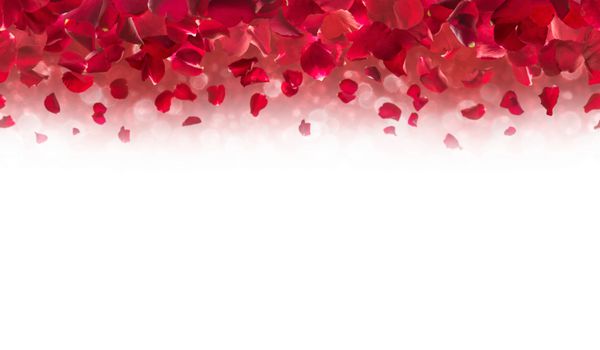 گلبرگ‌های رز قرمز از بالا می‌افتند عکس‌برداری استودیویی قابل تکرار به‌صورت افقی با پس‌زمینه‌ای نرم بوکه محو شدن به رنگ سفید مطلق