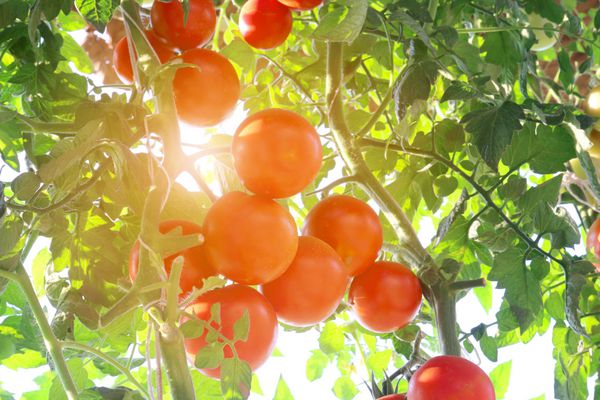 گوجه فرنگی رسیده طبیعی