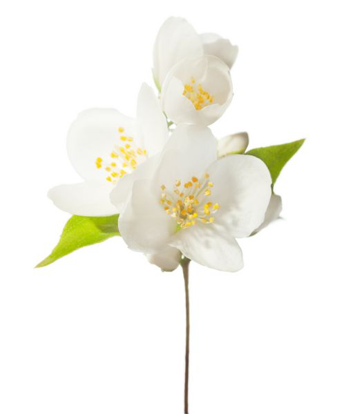 شاخه ای با گل های سفید جدا شده روی سفید یاس