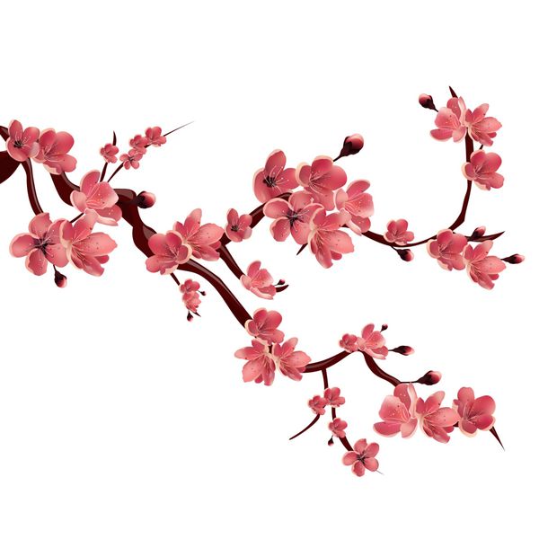 شاخه گل رز ساکورا درخت گیلاس ژاپنی تصویر جدا شده در پس زمینه سفید