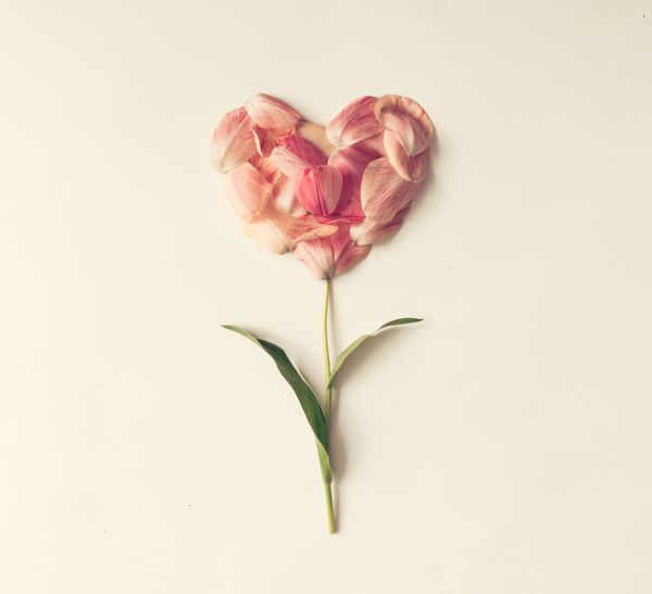 گل به شکل قلب ساخته شده از گلبرگ لاله مفهوم عشق
