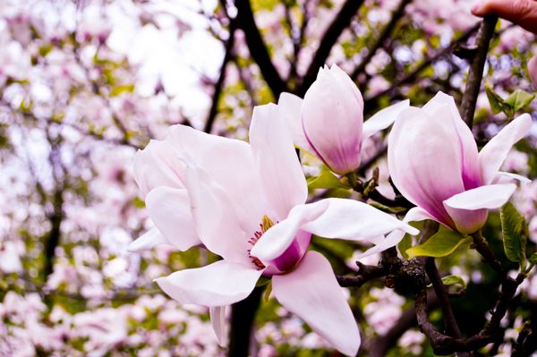 درخت ماگنولیا شکوفه با گلهای صورتی بزرگ بهار است شکوفه دادن ماگنولیا در بهار گلهای ماگنولیا صورتی