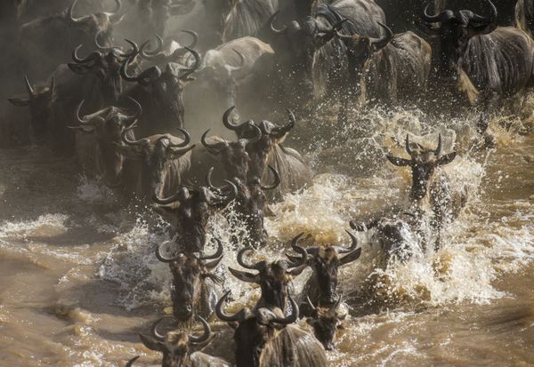 حیوانات وحشی در حال عبور از رودخانه مارا هستند مهاجرت بزرگ کنیا تانزانیا پارک ملی ماسای مارا یک تصویر عالی