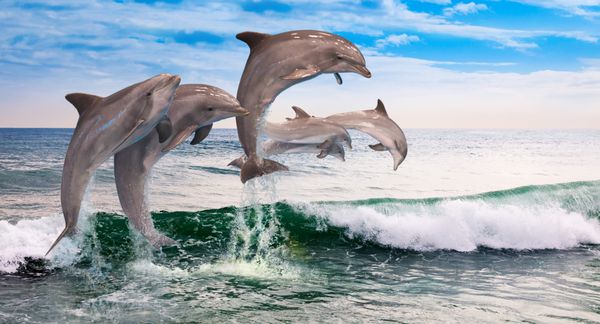 شش دلفین با هم در امواج اقیانوس می پرند