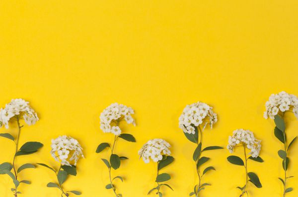 گل های سفید در پس زمینه زرد مفهوم شکوفه دادن تخت دراز کشیدن