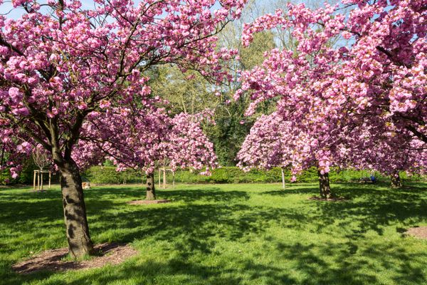 درختان گیلاس در شکوفه کامل