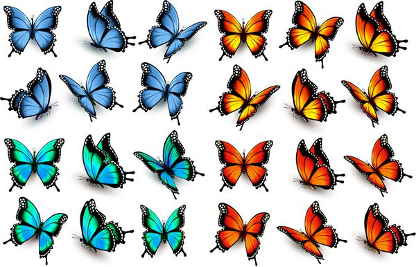 کلکسیونی مگا از پروانه های جدا شده رنگارنگ بردار