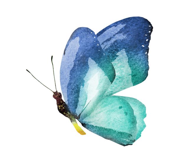 پروانه آبرنگ جدا شده روی سفید