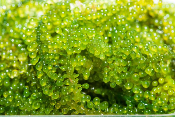 جلبک دریایی انگور جلبک دریایی غذاهای دریایی سالم جلبک دریایی انگور دریایی بیضی شکل غذای سالم خاویار سبز را در پس زمینه سفید نزدیک کنید