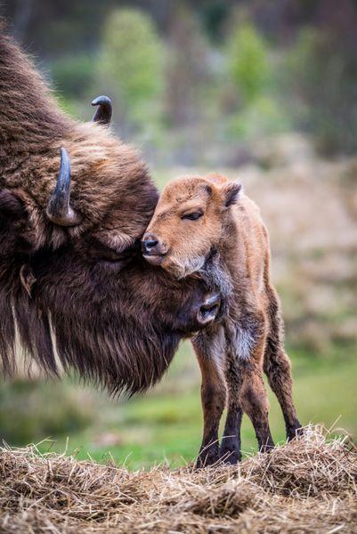 یک گاومیش کوهان دار جوان توسط مادرش آراسته می شود