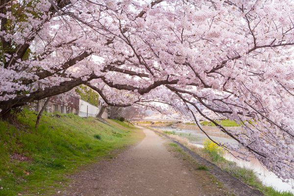 تونل شکوفه های گیلاس در ژاپن