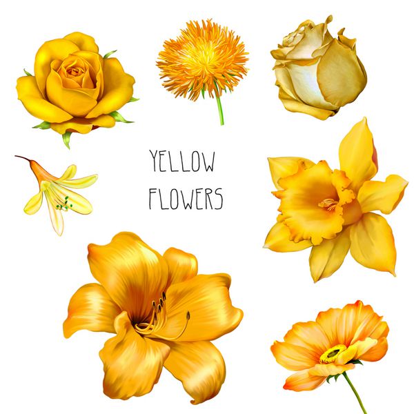 مجموعه ای از گل های زیبای زرد نارنجی رز درخشان گل ستاره گل زنبق و زنبق گل نرگس یا نرگس گل خشخاش جدا شده در زمینه سفید