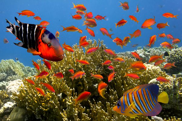 ماهی های گرمسیری و مرجان های سخت در آکواریوم دریایی