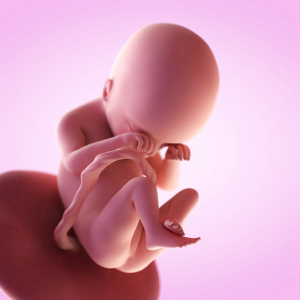 تصویر سه بعدی دقیق پزشکی از جنین در هفته 19 ارائه شده است